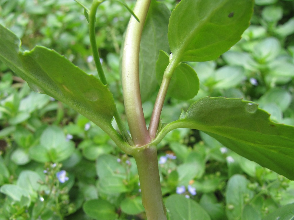 Veronica beccabunga
